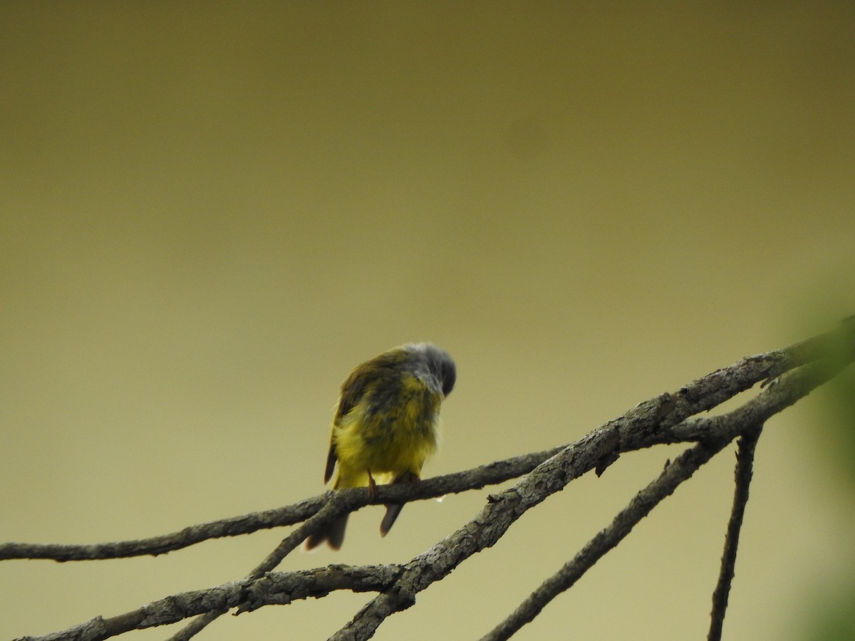 Gray-headed Canary-Flycatcher - ML620093968