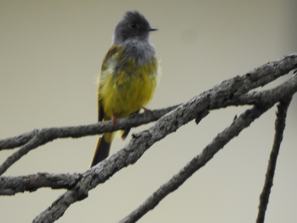 Gray-headed Canary-Flycatcher - ML620093969