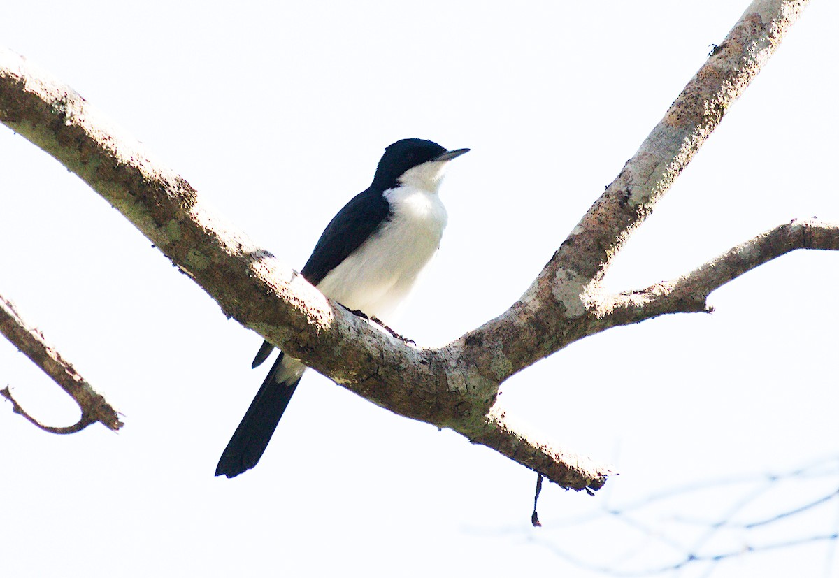 Restless Flycatcher - ML620093975