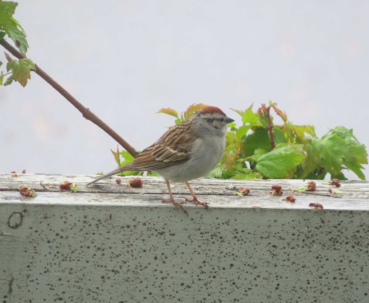 Chipping Sparrow - ML620093977