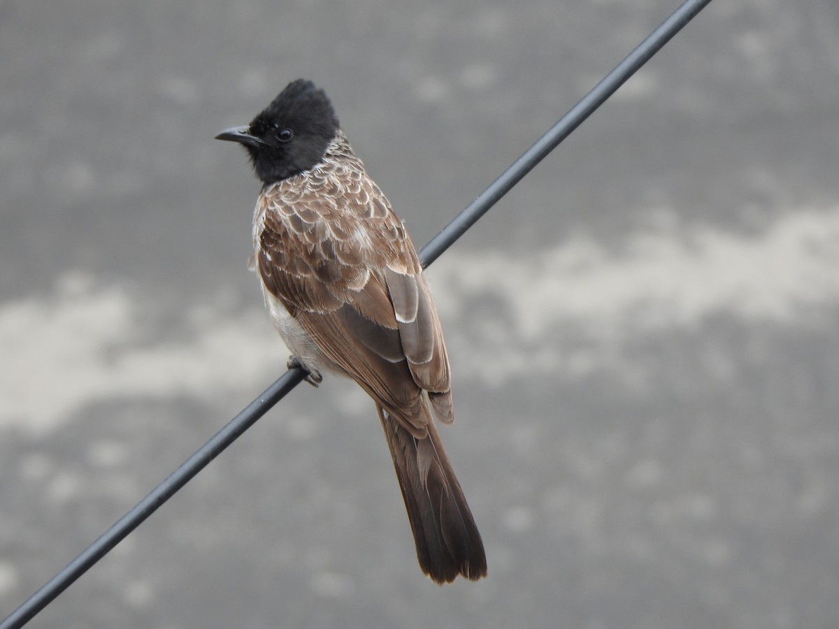 Red-vented Bulbul - ML620093984