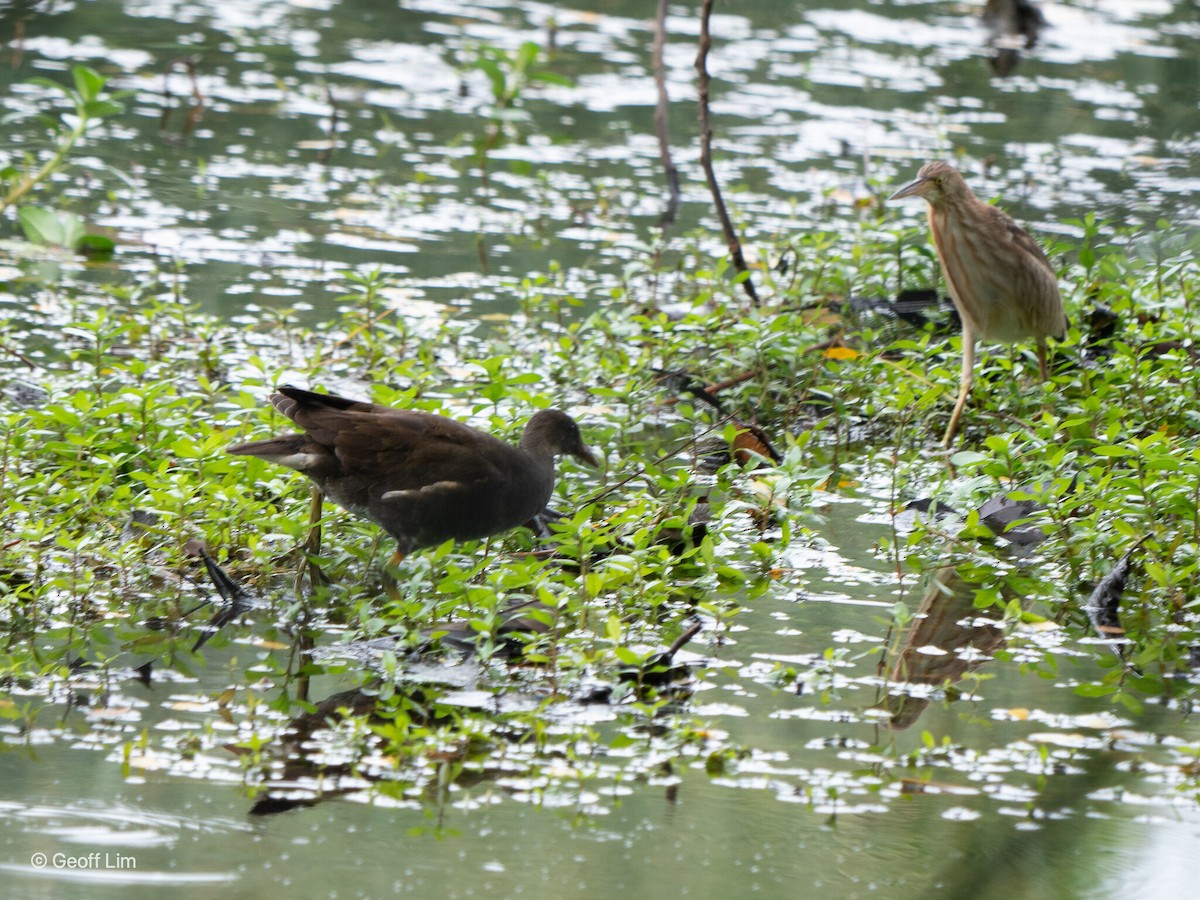 Eurasian Moorhen - ML620093987