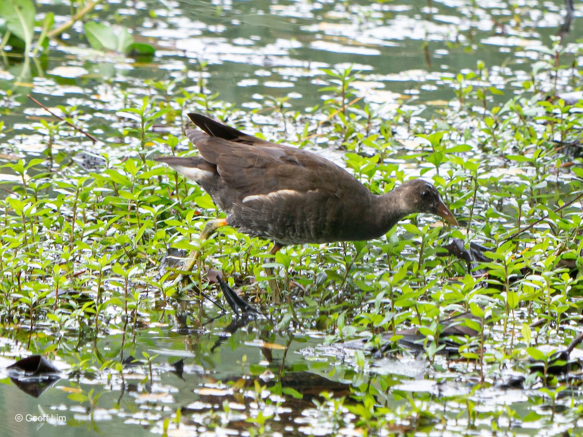 Eurasian Moorhen - ML620093988