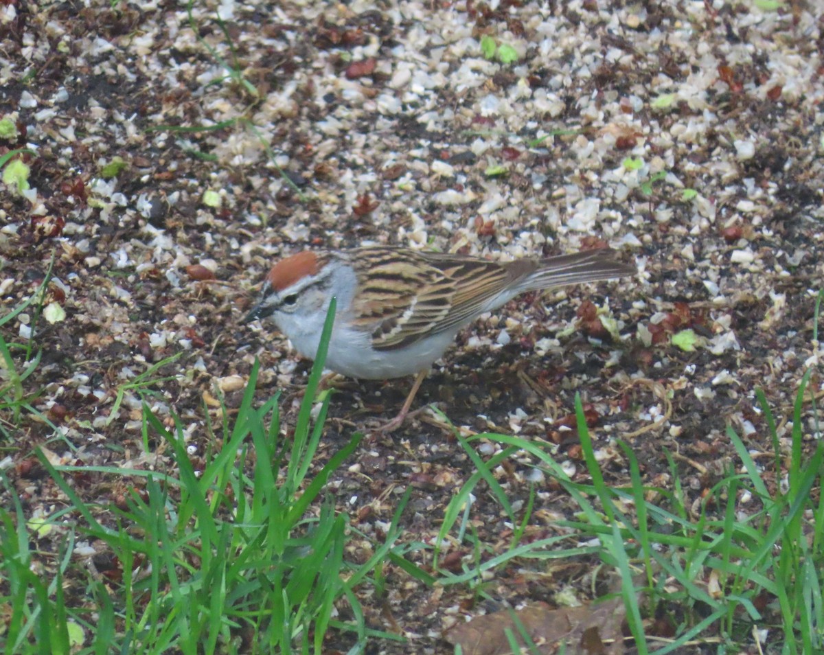 Chipping Sparrow - ML620093989