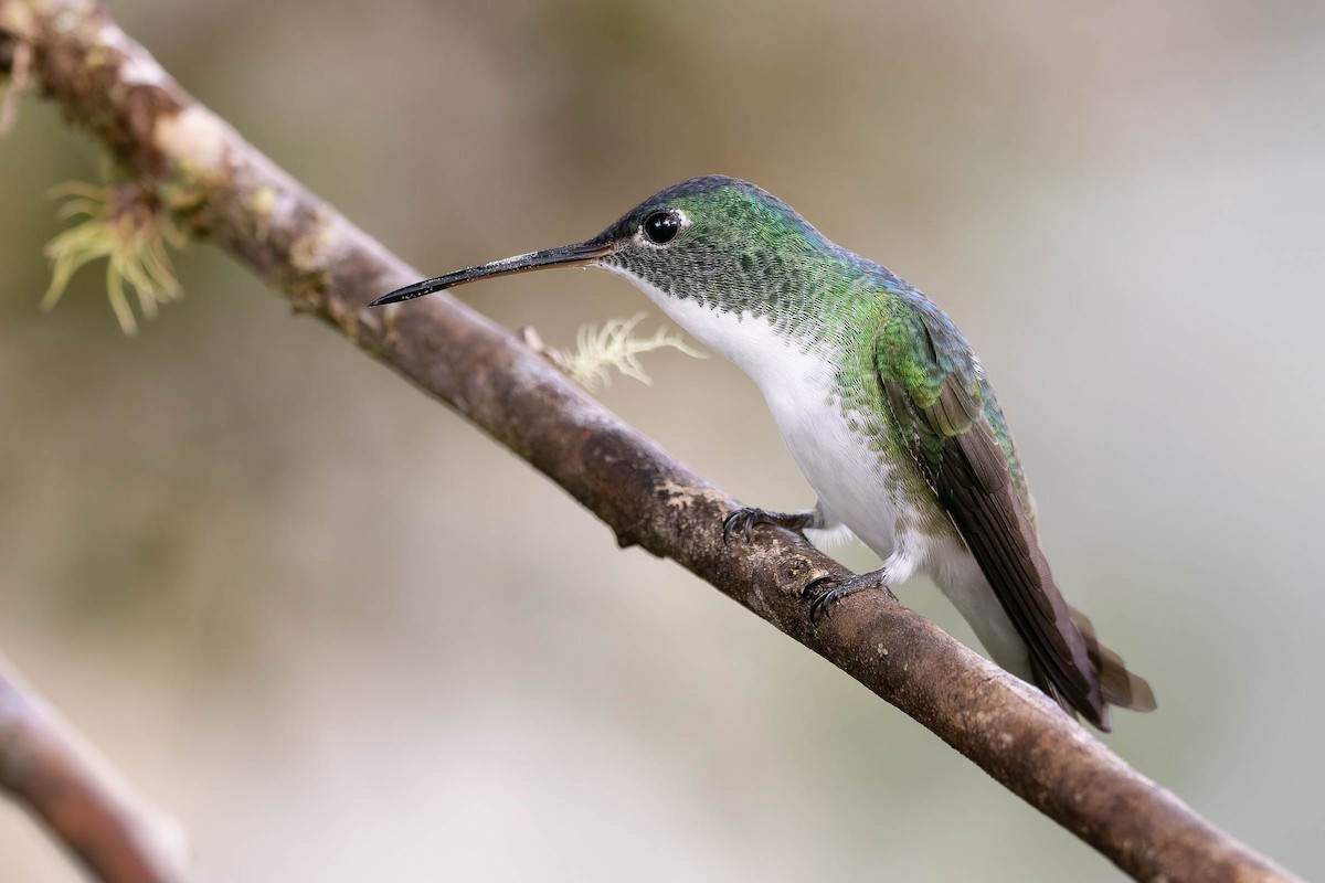 kolibřík andský - ML620093990