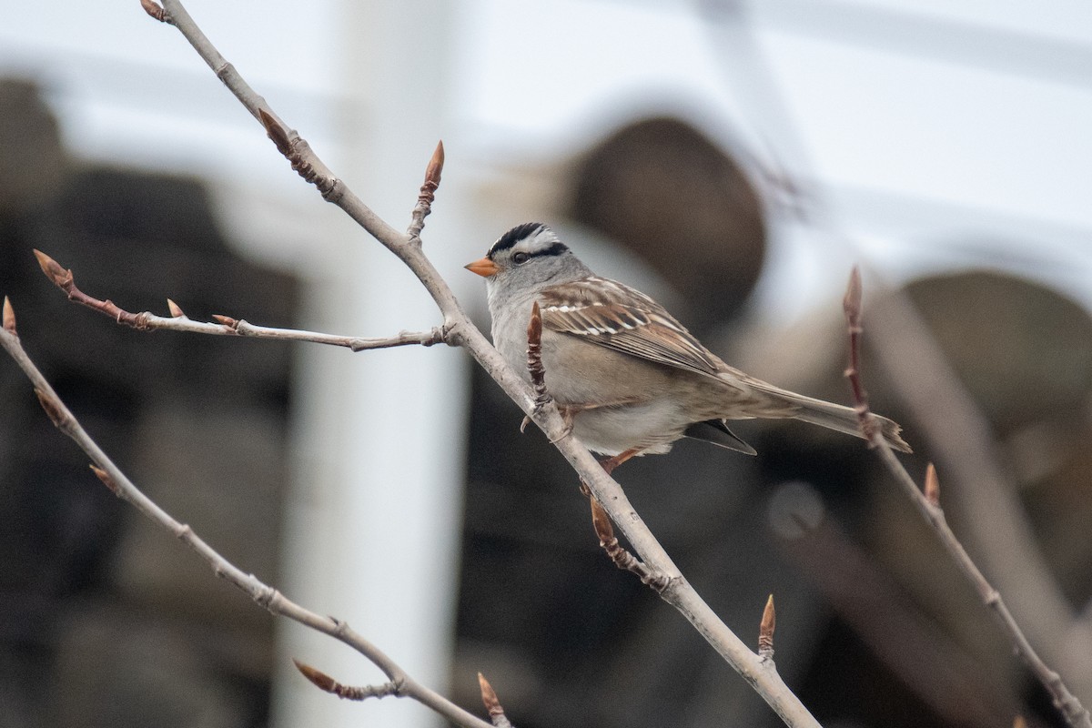 White-crowned Sparrow - ML620094018