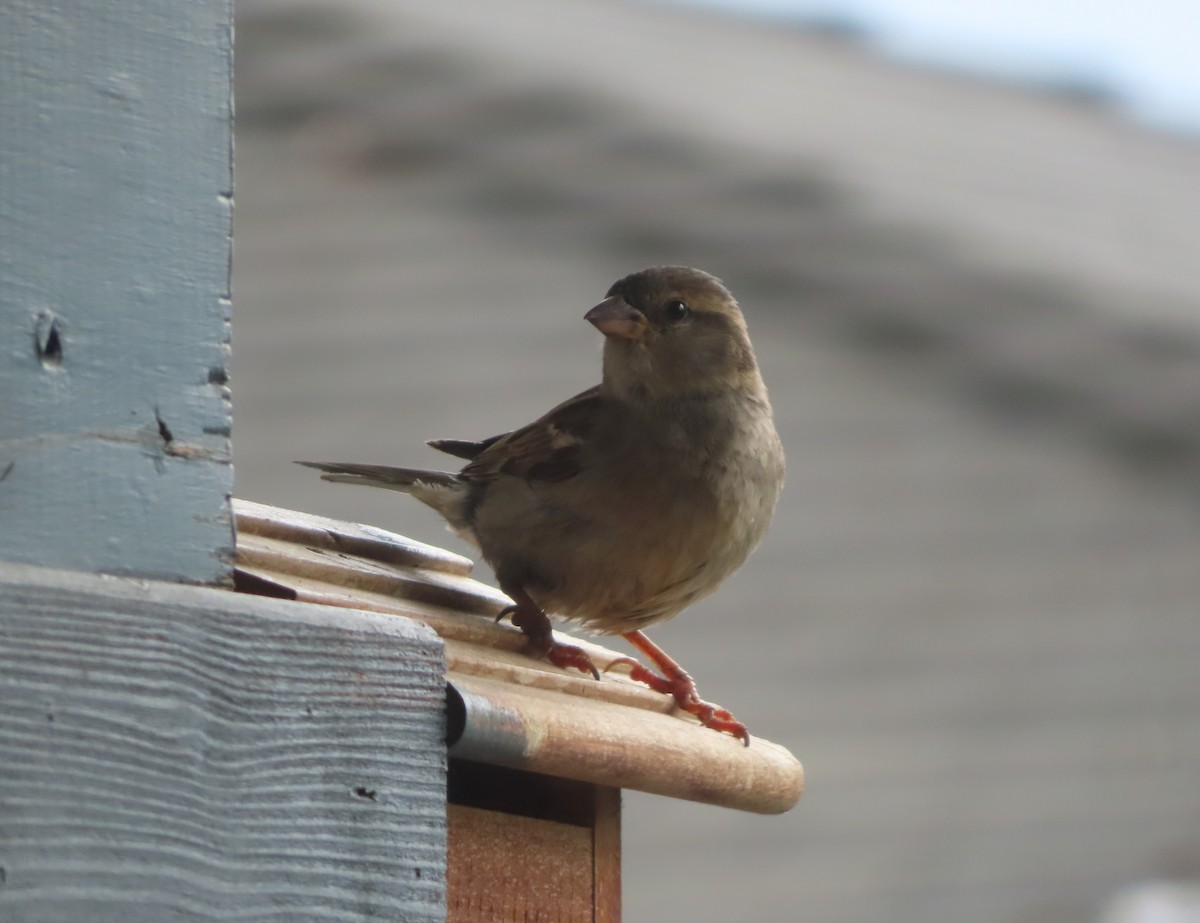 House Sparrow - ML620094026