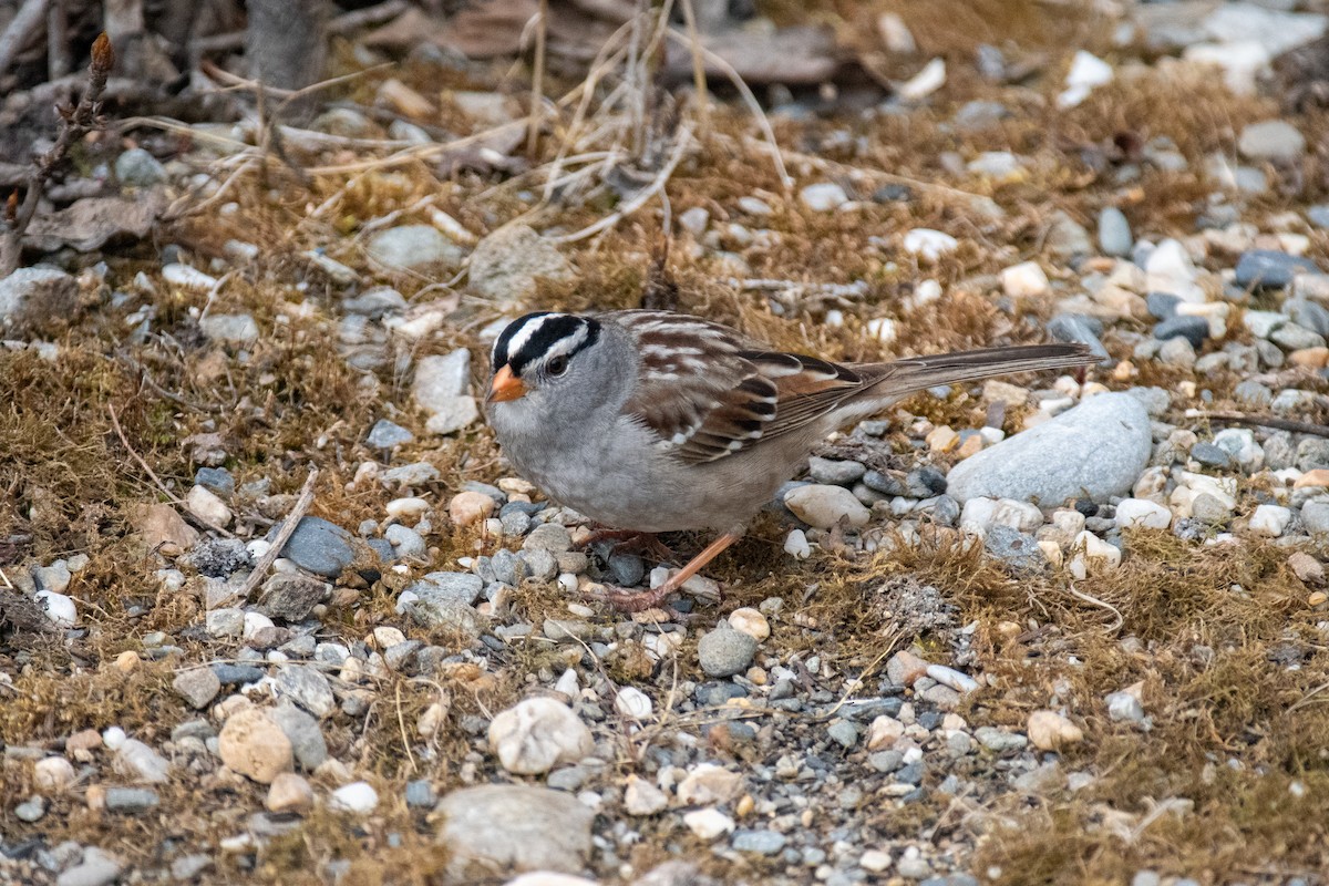 White-crowned Sparrow - ML620094041
