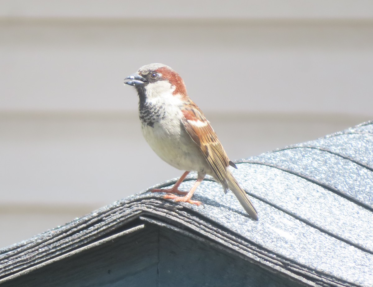 House Sparrow - ML620094043