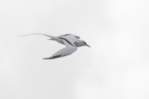 White-tailed Tropicbird - ML620094110