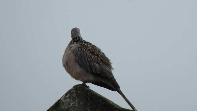 Spotted Dove - ML620094116