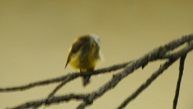 Gray-headed Canary-Flycatcher - ML620094129
