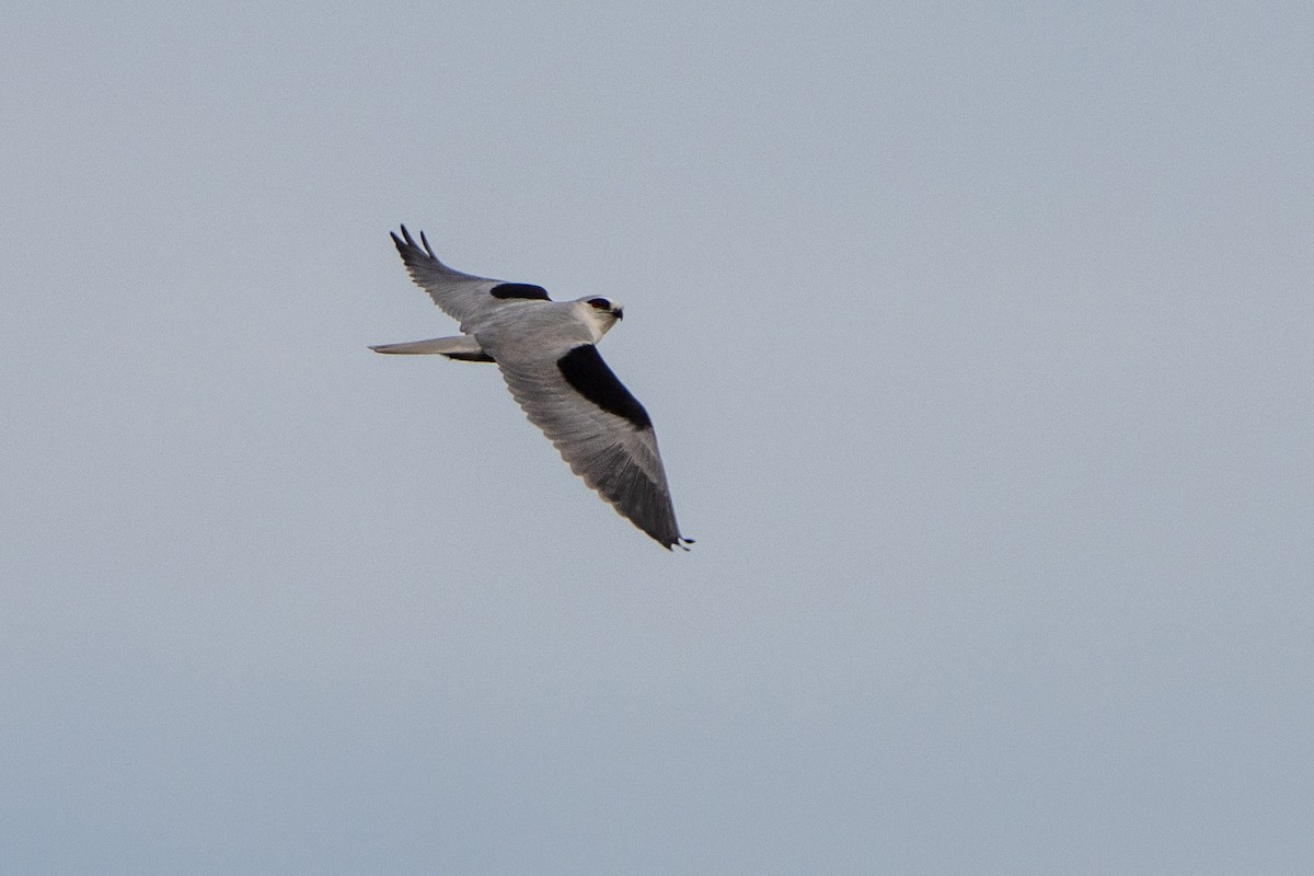 Black-shouldered Kite - ML620094135