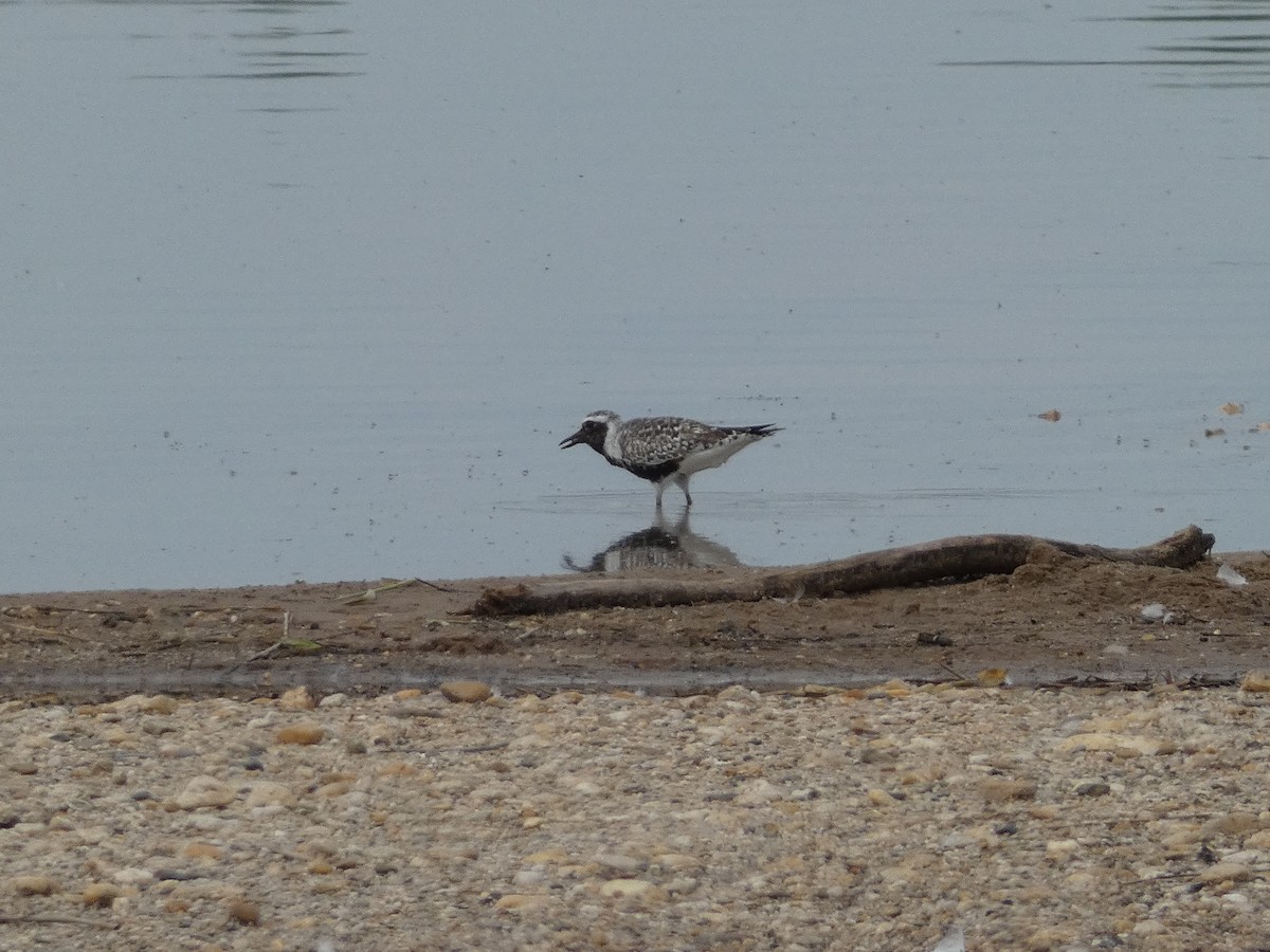 Black-bellied Plover - ML620094136