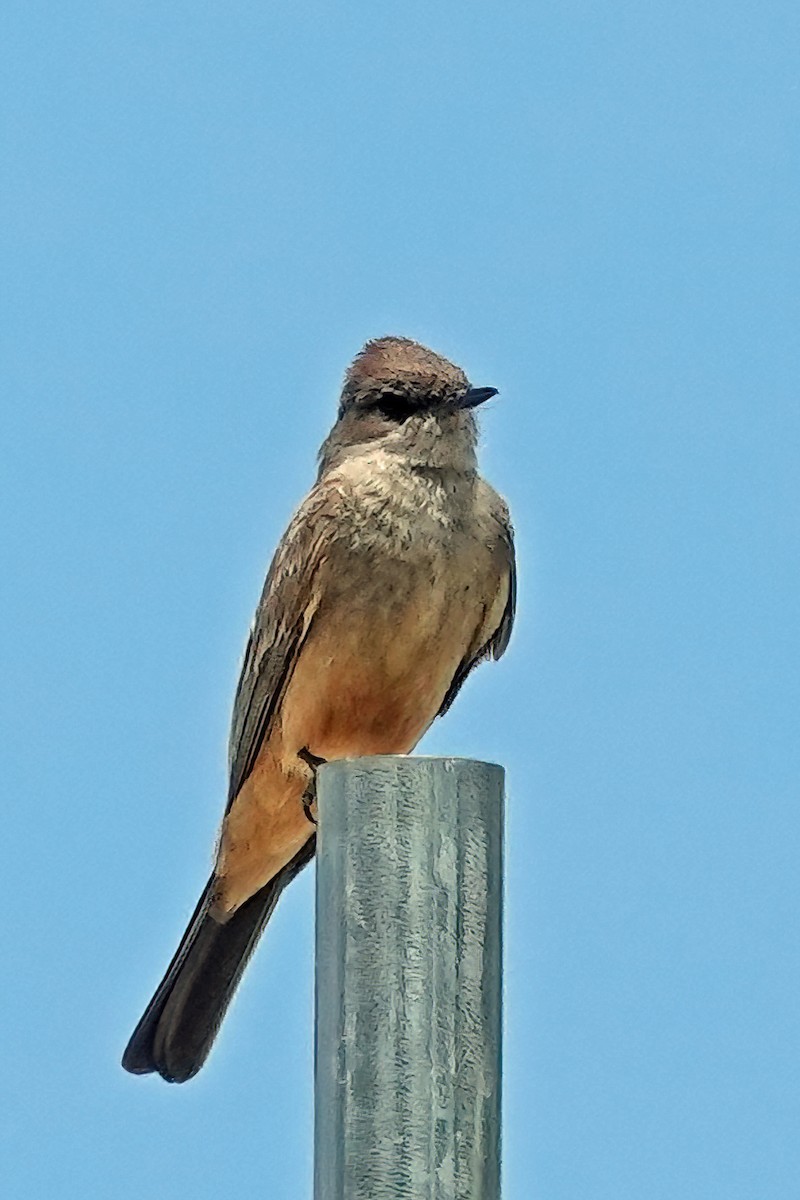 Mosquero Llanero - ML620094143