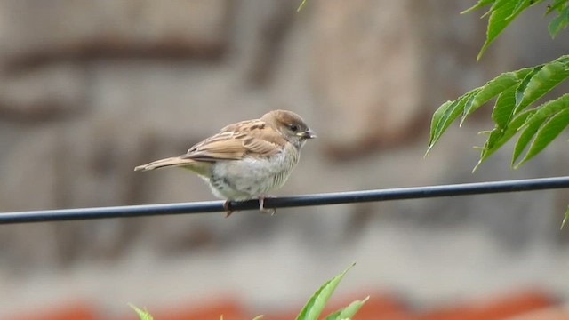 House Sparrow - ML620094146