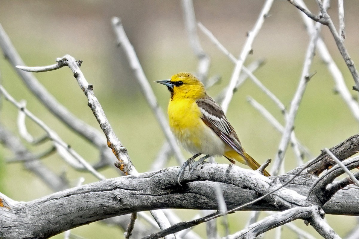 Oriole de Bullock - ML620094196