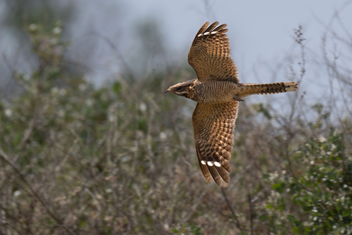 Red-necked Nightjar - ML620094216