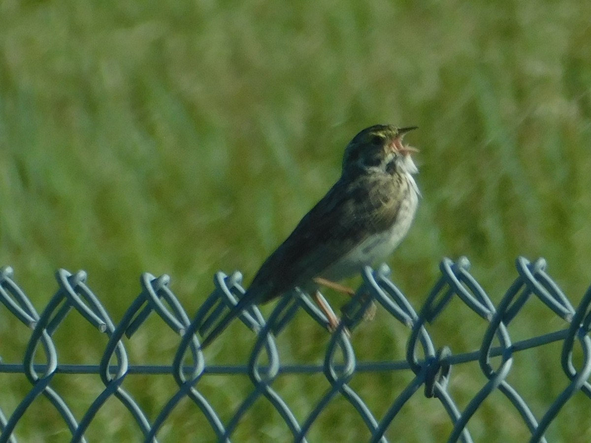 Savannah Sparrow - ML620094246