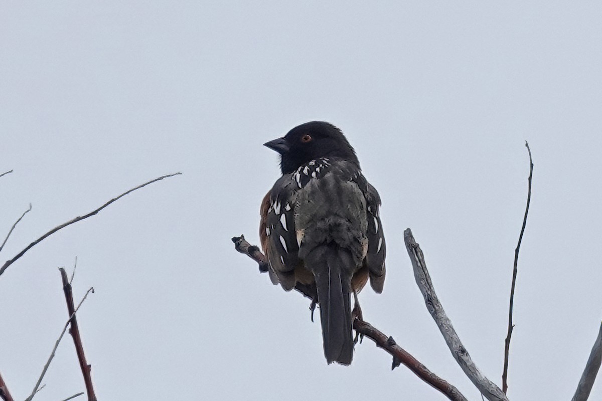 Spotted Towhee - ML620094256