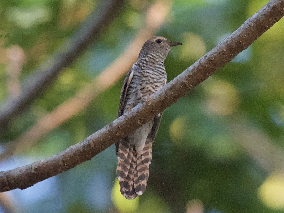 Brush Cuckoo (Sunda) - ML620094271