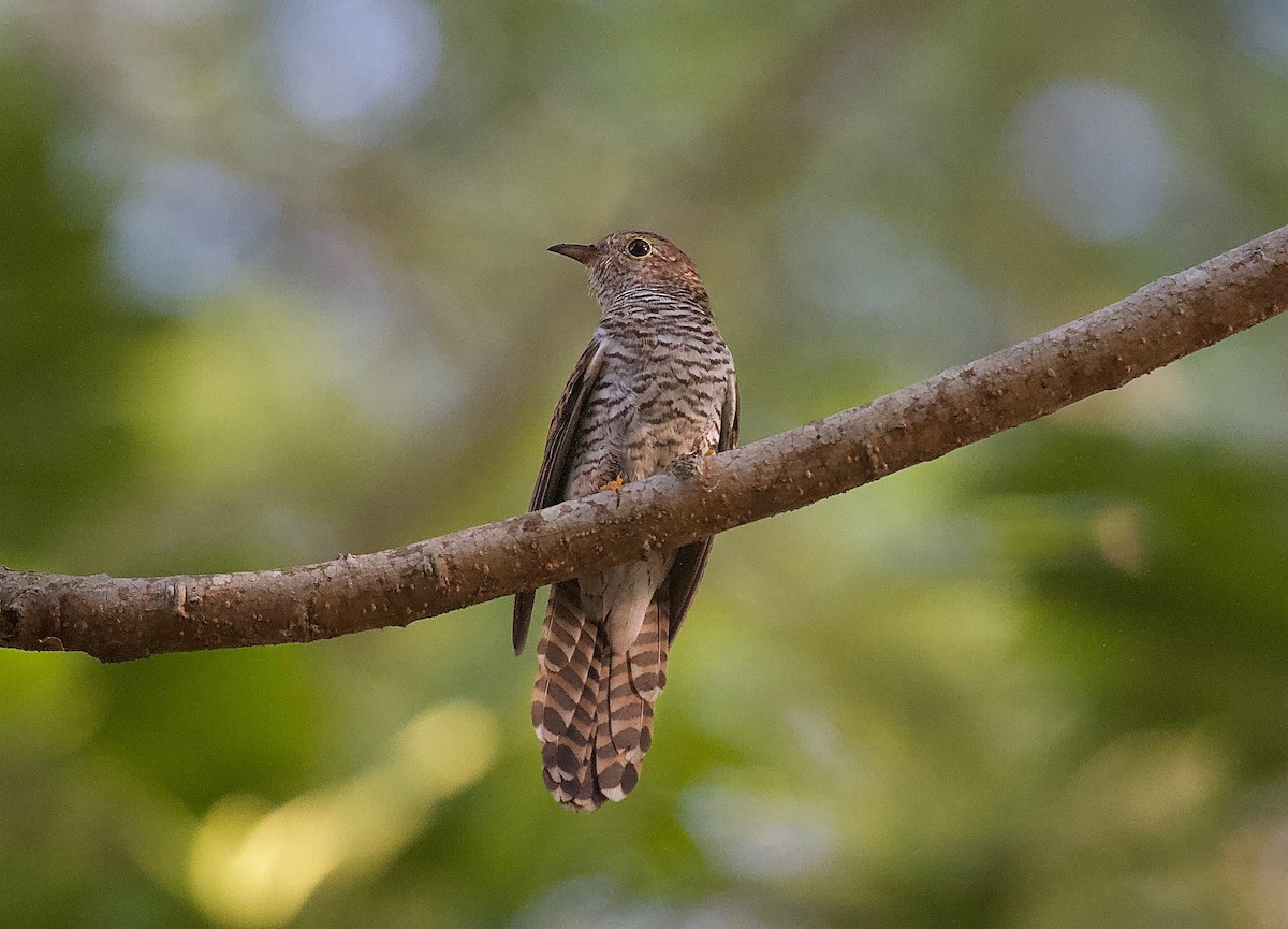 Brush Cuckoo (Sunda) - ML620094272