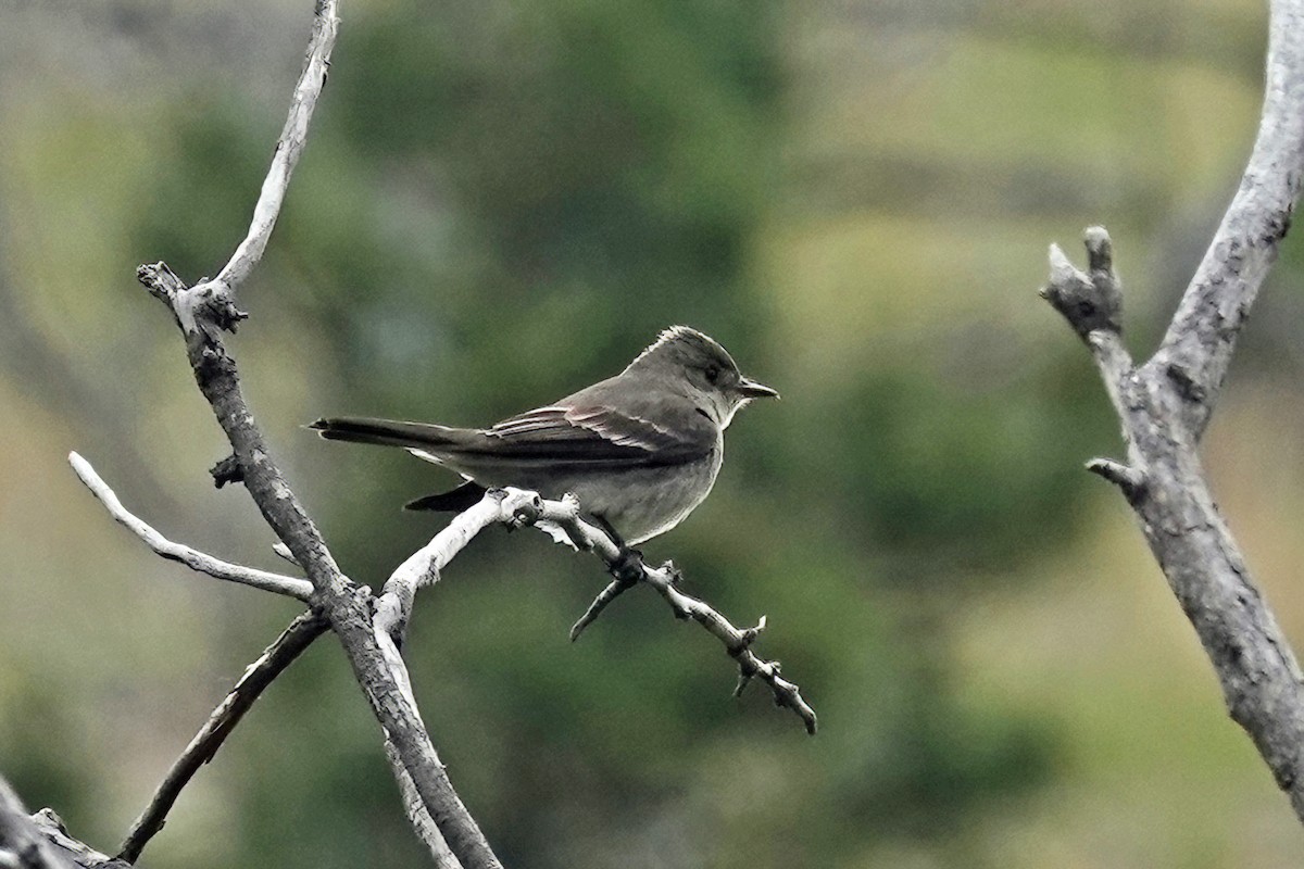 Western Wood-Pewee - ML620094282