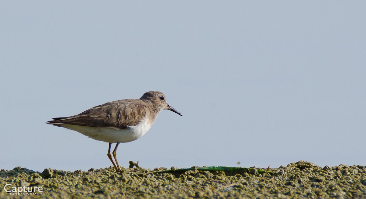 Temminck's Stint - ML620094284