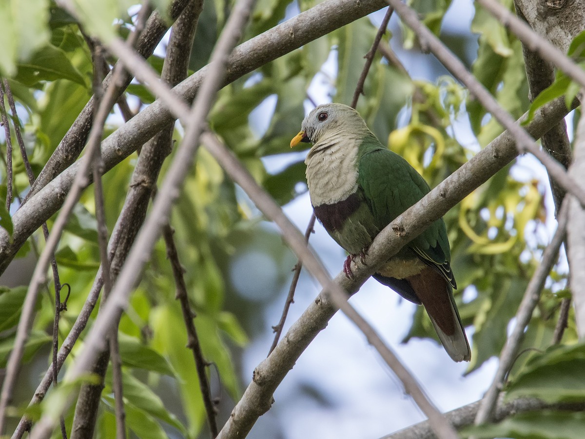 Black-chinned Fruit-Dove - ML620094290