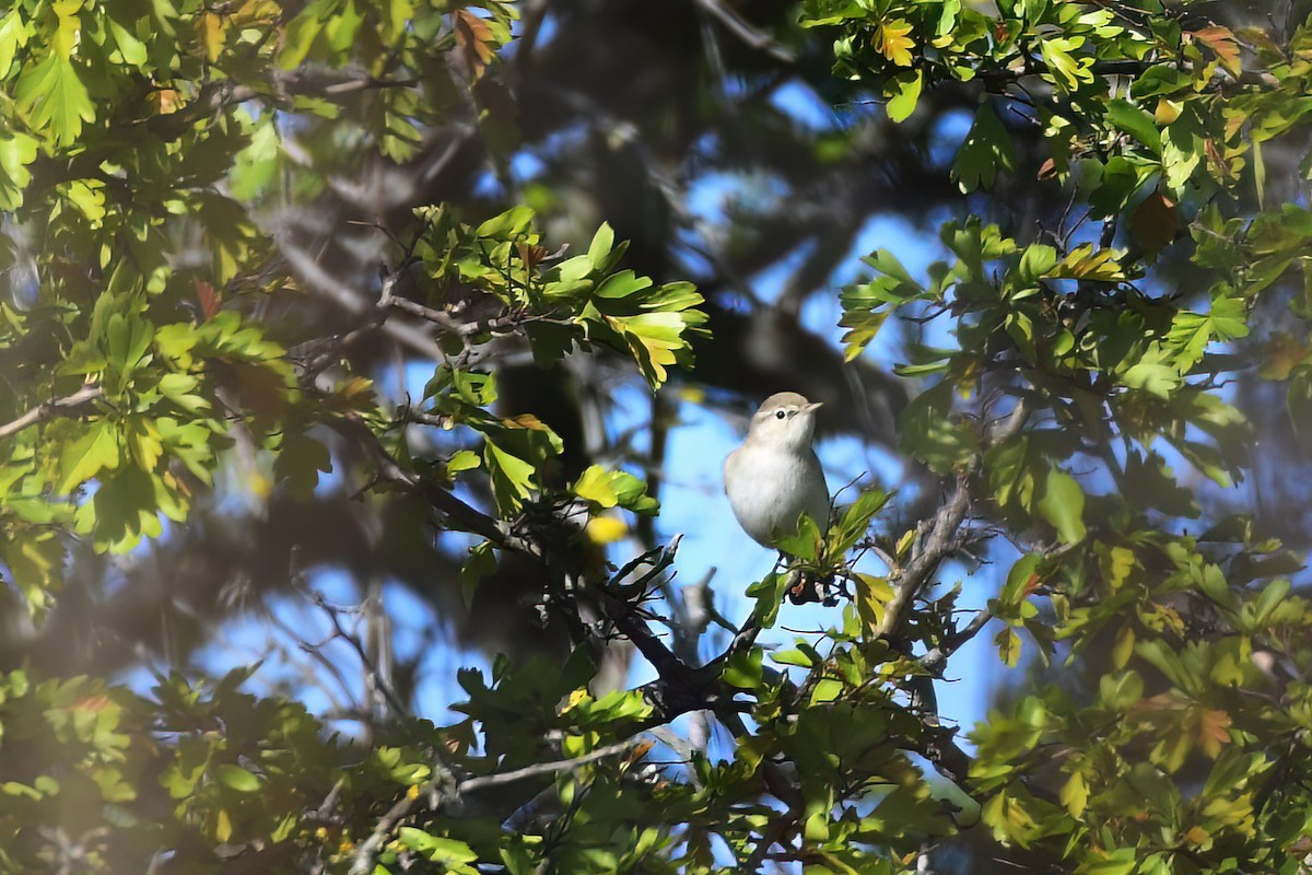 Mosquitero Oriental - ML620094302