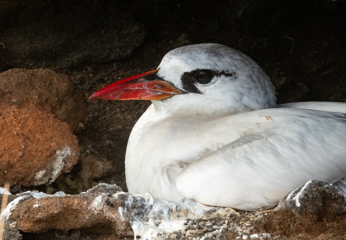 Red-tailed Tropicbird - ML620094305