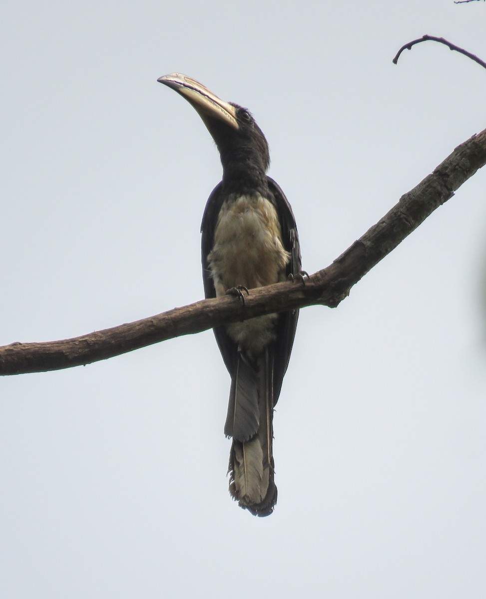 West African Pied Hornbill - ML620094306