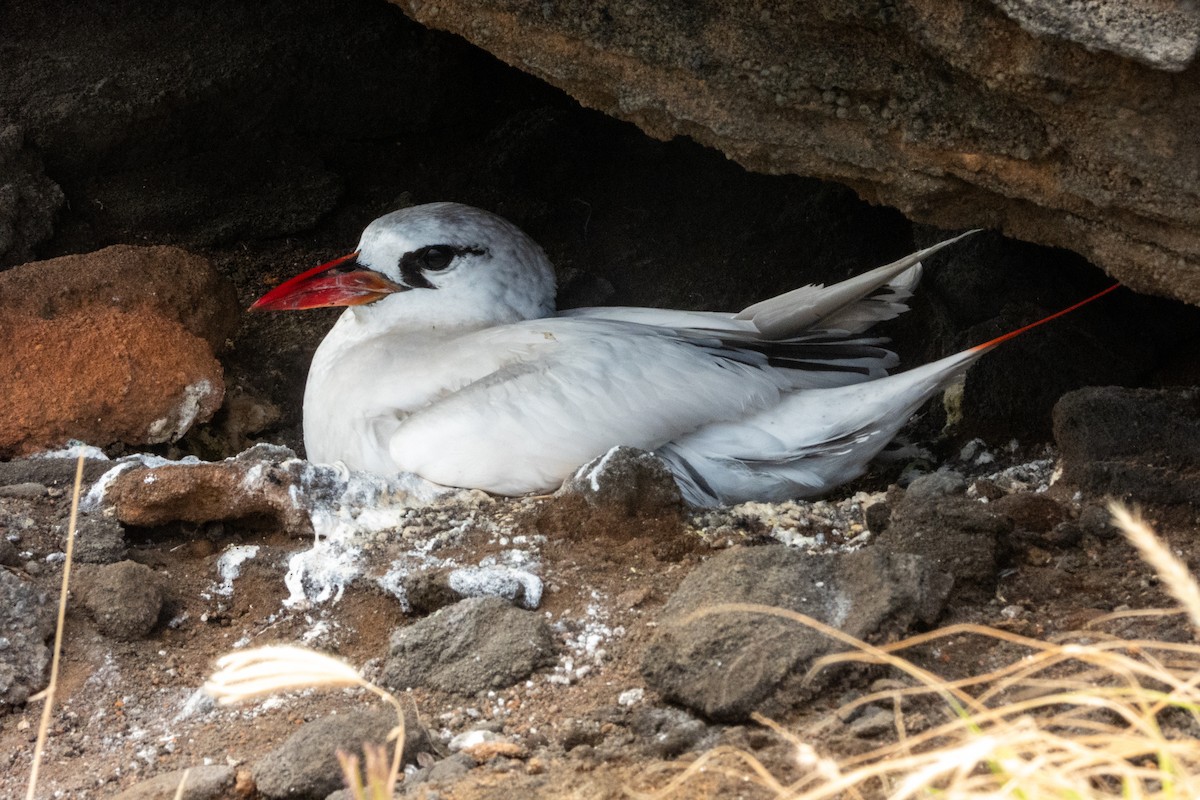 Red-tailed Tropicbird - ML620094307