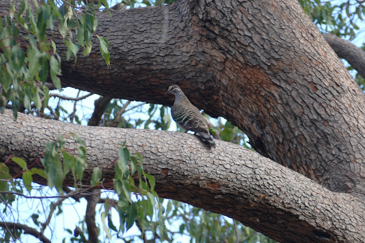 Common Bronzewing - ML620094312