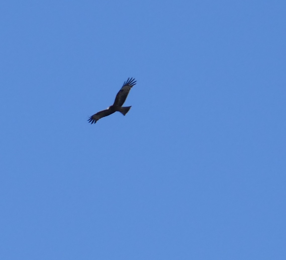 Square-tailed Kite - ML620094315