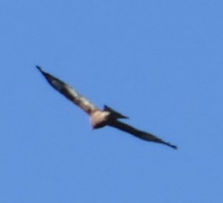 Square-tailed Kite - ML620094316