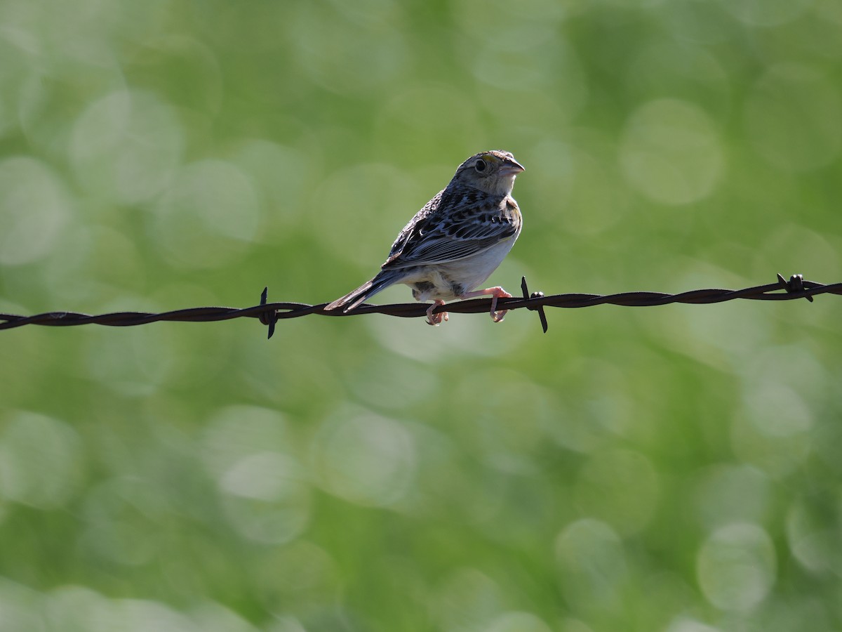 Grasshopper Sparrow - Isaac Newell