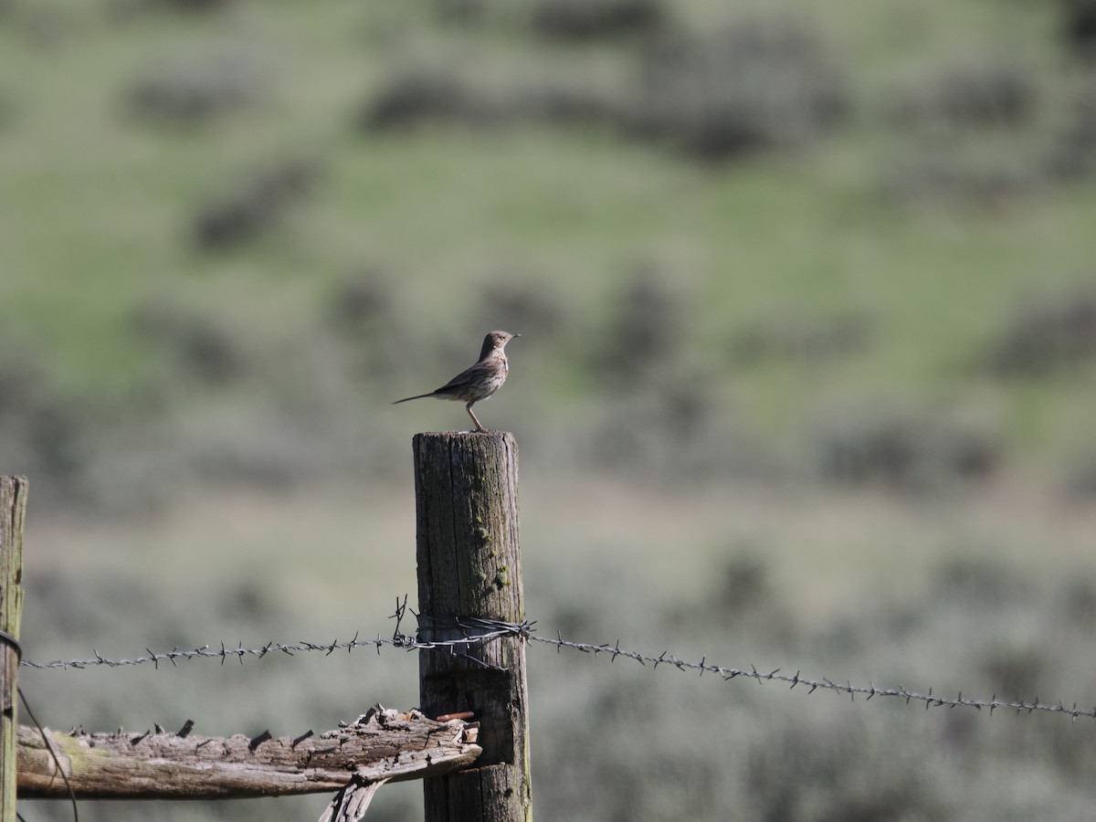 Sage Thrasher - ML620094342