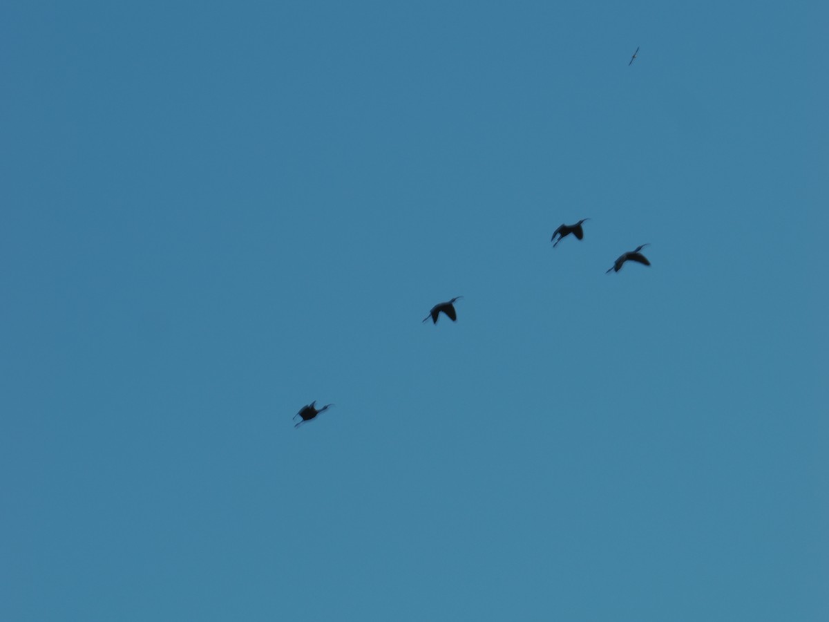 ibis americký - ML620094346