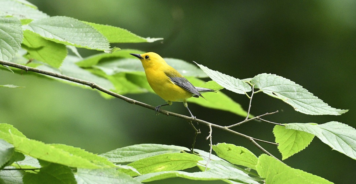 Prothonotary Warbler - ML620094365