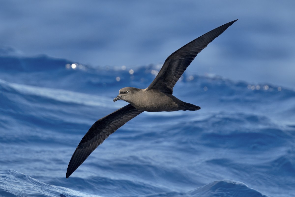 Bulwer's Petrel - ML620094373