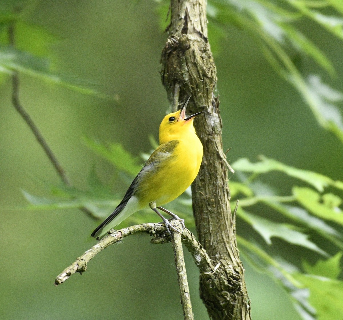 Prothonotary Warbler - ML620094378