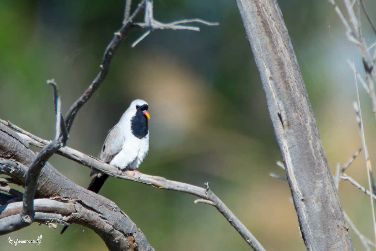 Namaqua Dove - ML620094405