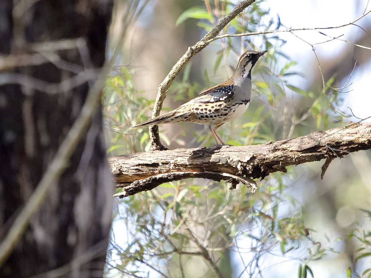 Spotted Quail-thrush - ML620094421