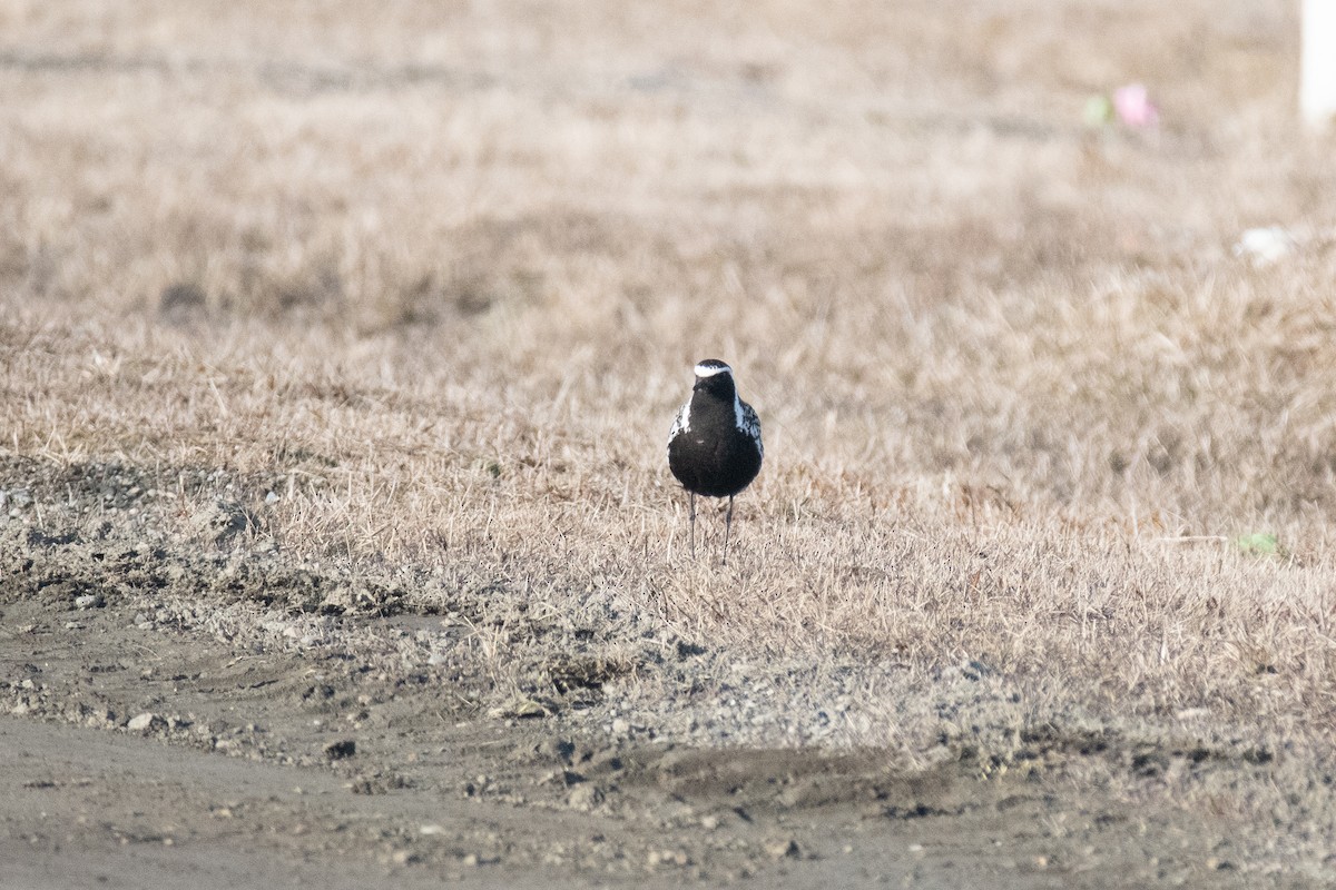 Pacific Golden-Plover - ML620094425