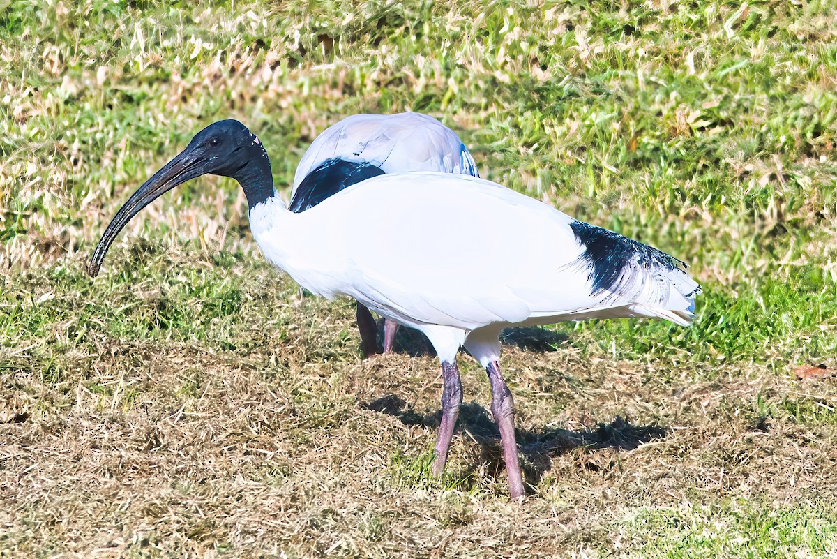 ibis australský - ML620094427