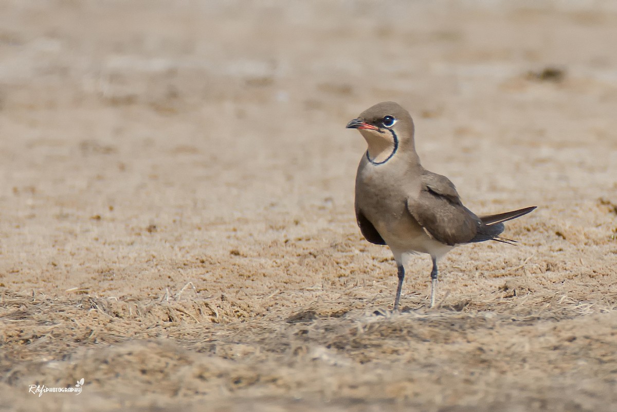 Collared Pratincole - ML620094428