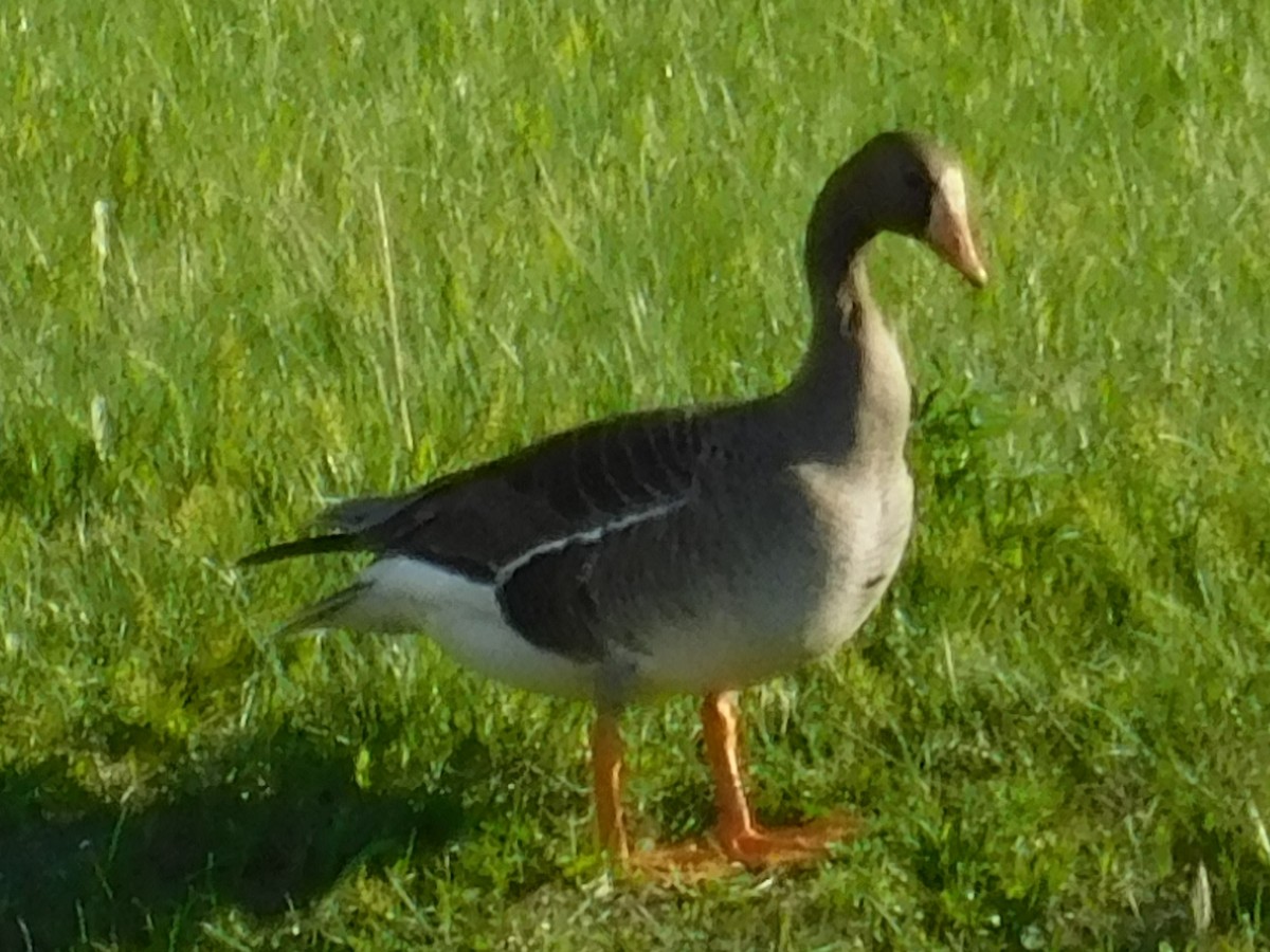 Greater White-fronted Goose - ML620094429