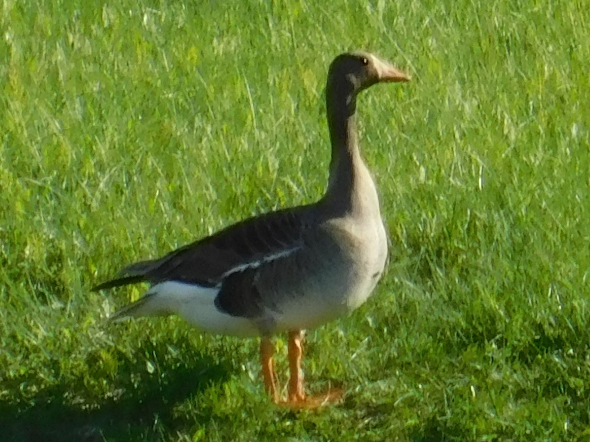 Greater White-fronted Goose - ML620094430