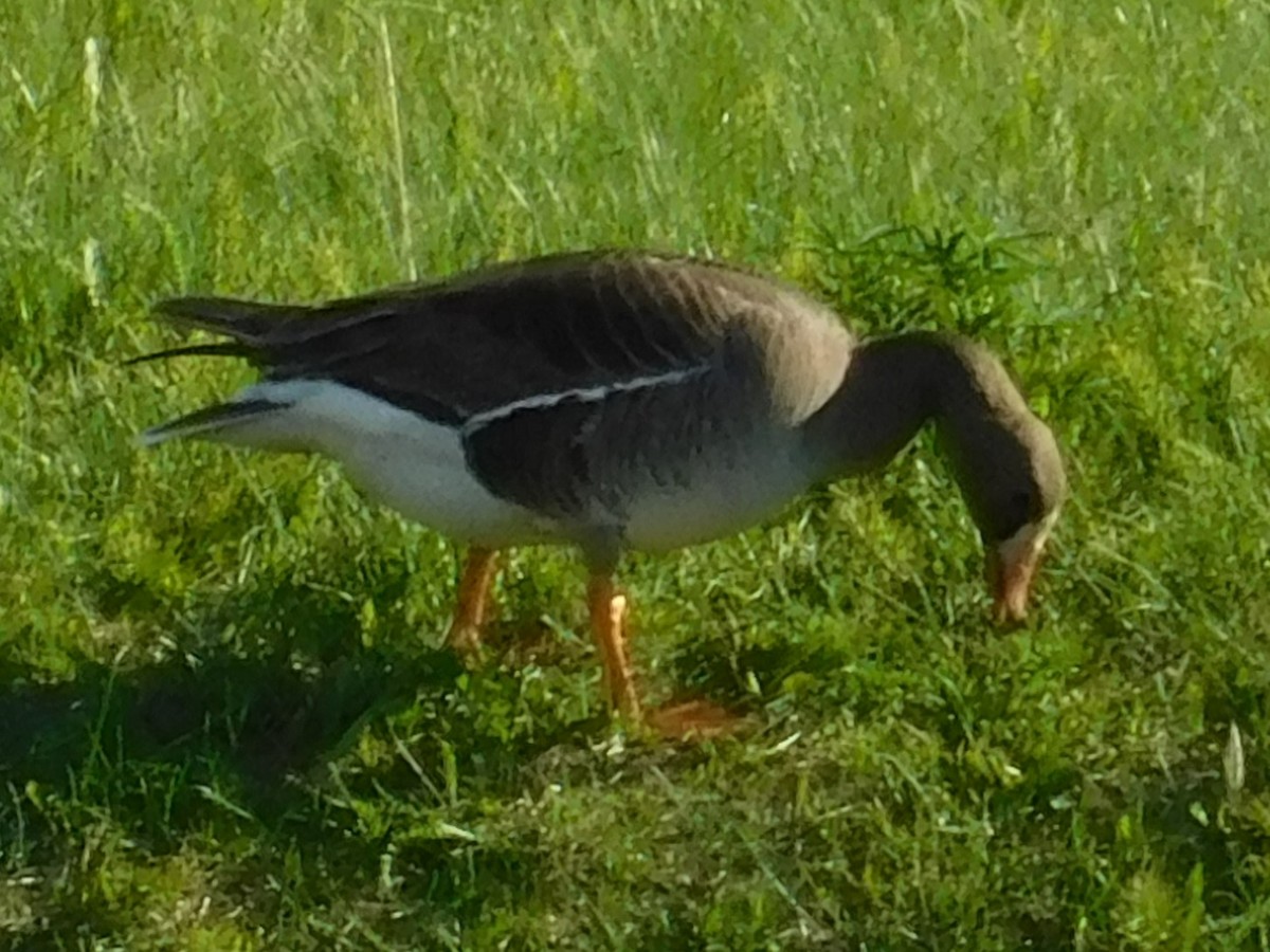 Greater White-fronted Goose - ML620094431